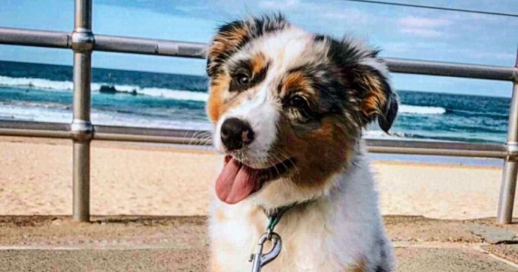 Best Age to Start Puppy Training guide for new dog owners