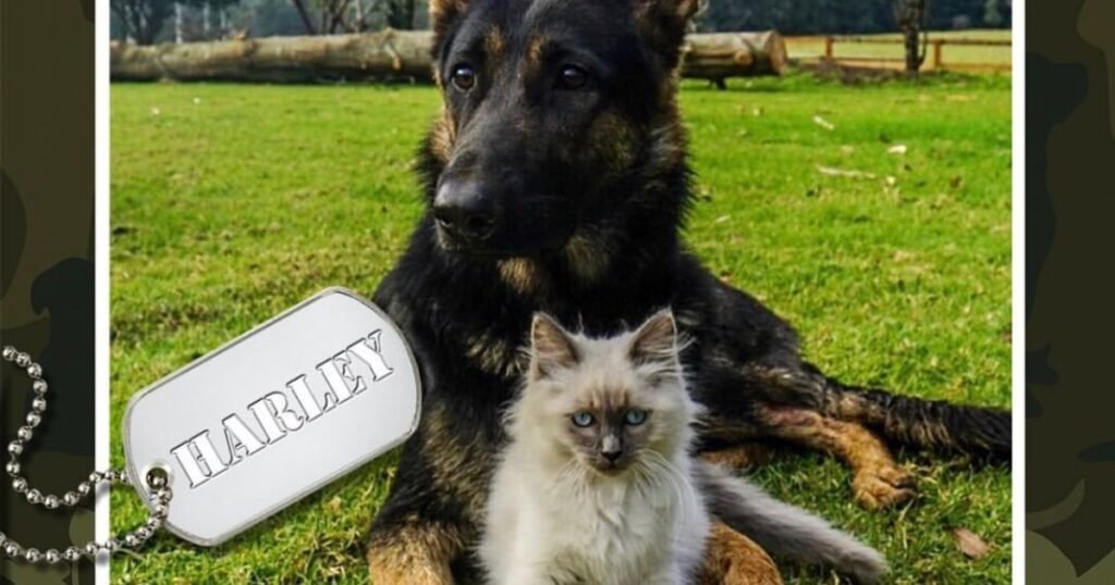 Puppy biting owner's hand during positive reinforcement puppy training session