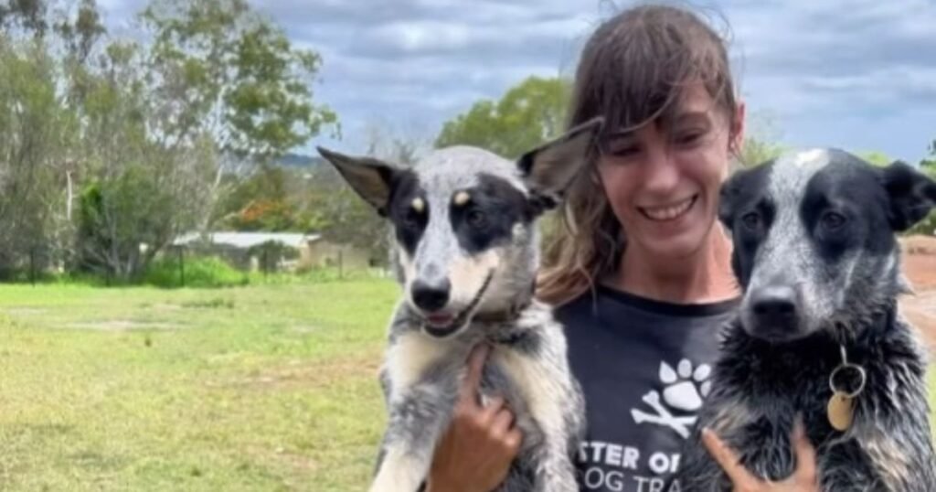 Dog overexcited around other dogs pulling on lead during walk training session