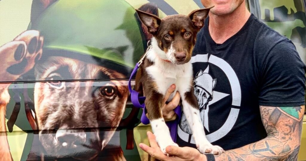 Puppy training school Gold Coast with puppies learning basic obedience