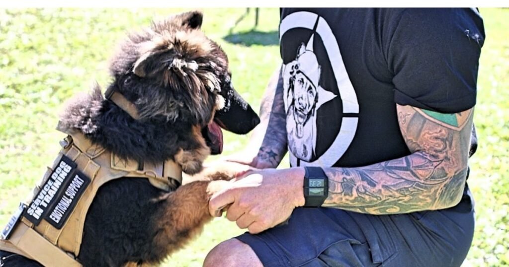 Why does my dog bark at other dogs on walks?