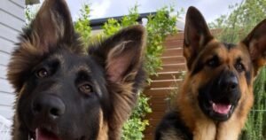 Professional dog trainer supervising dogs during a structured Doggy Daycare session