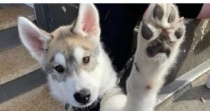 Why early puppy training matters for building confidence and good behaviour