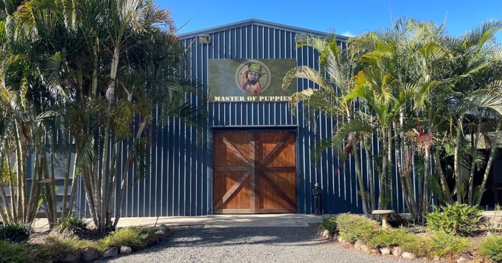 Puppy school class in Gold Coast with young puppies and trainer