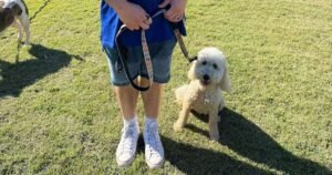 Introducing Your Puppy to New Experiences