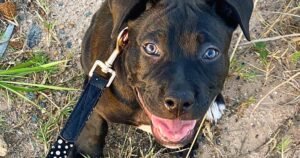Strong communication between dog owners and puppies through effective training