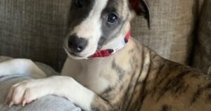 Teething Can Make Puppies More Bitey