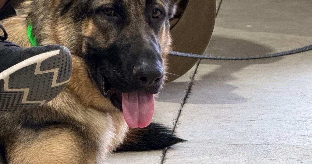 German Shepherd Behaviour Training Gold Coast for obedience and reactivity