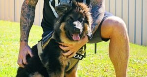 Puppy training timeline showing what to teach at every age