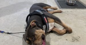 Give Your Puppy Enough Sleep