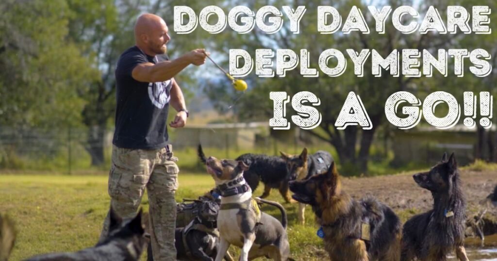 Happy puppies playing together in safe indoor doggy daycare at Master of Puppies Molendinar