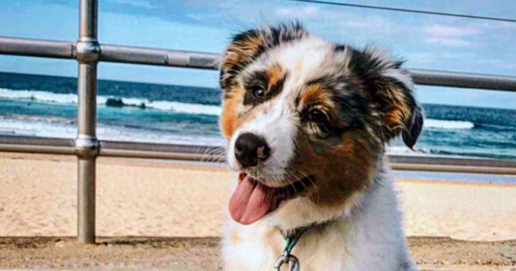Anxious rescue dog training in Gold Coast helping a fearful dog build confidence