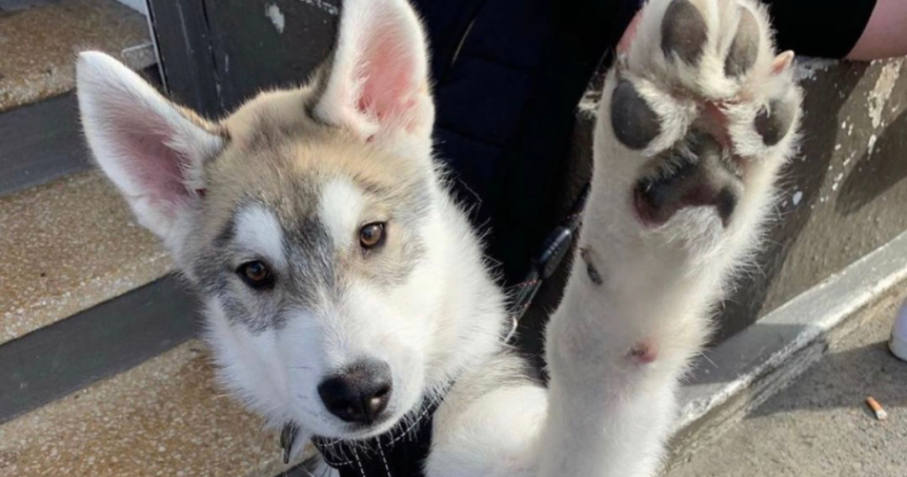 Rescue dog experiencing anxiety and fear on the Gold Coast