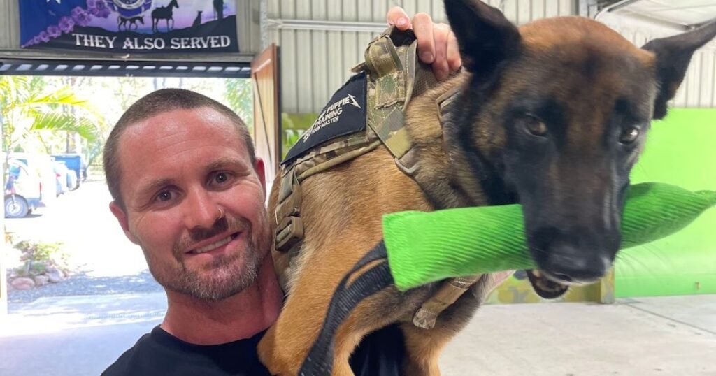 What Actually Affects the Price of Dog Training on the Gold Coast?