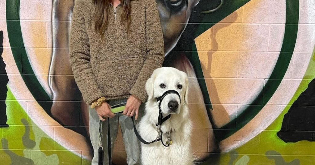 Comparison between board and train, private training and puppy school group classes on the Gold Coast