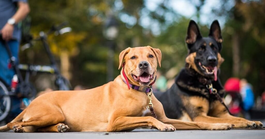 How to Stop Your Dog From Jumping: The Complete Guide