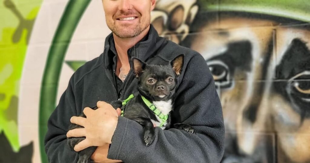 Dog trainer assessing a dog's behaviour before starting a board and train program on the Gold Coast