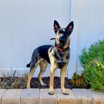 Dog Training GoldCoast | Veteran-Led Trainers | Master Of Puppies