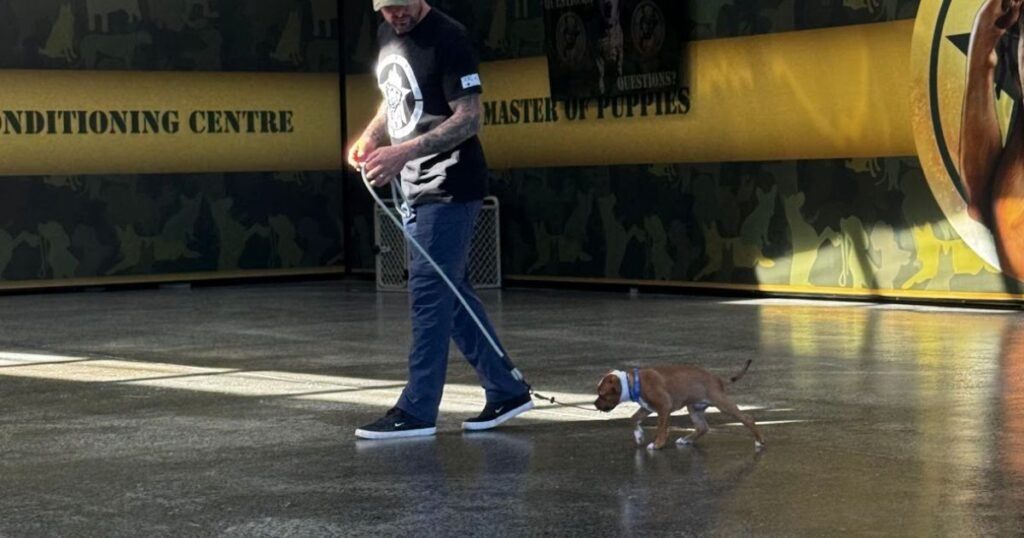 Gold Coast Puppy Training Foundations Course