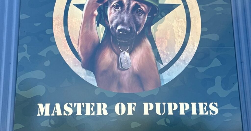Puppy Bootcamp Gold Coast puppy learning obedience and focus