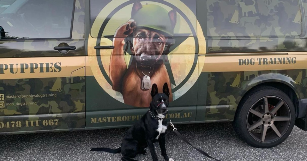 Puppy learning basic obedience during training