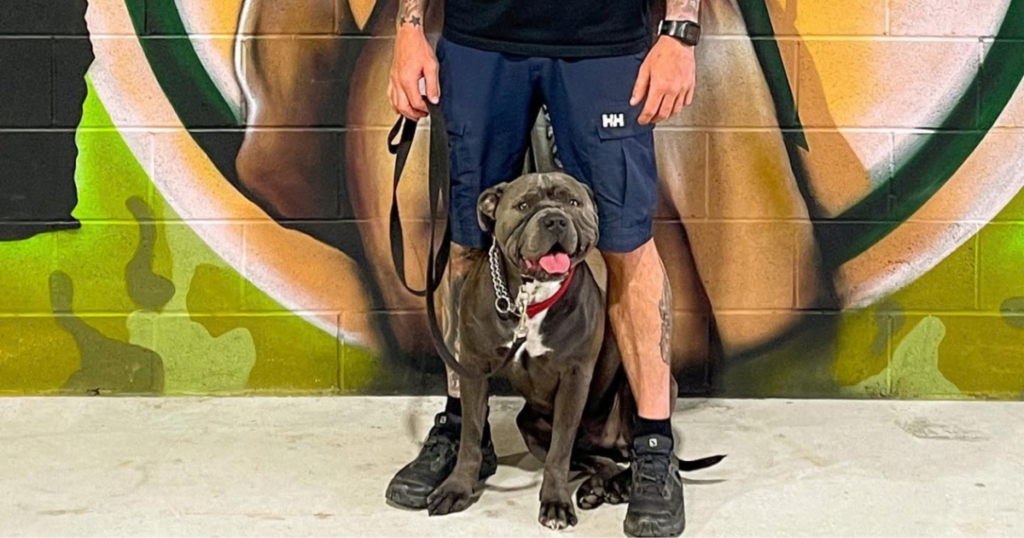 Puppy training near me Gold Coast